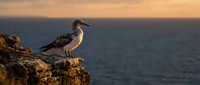 Seagull perched on rocky cliff overlooking ocean at golden hour sunset. Coastal bird wildlife photography with warm lighting and blurred seascape background.