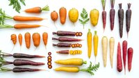 Colorful heirloom carrots collection in rainbow colors including orange, purple, yellow and white varieties with green tops isolated on white background.