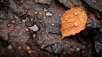 Orange autumn leaf with water drops on dark wet stone surface in moody lighting creates dramatic natural composition with selective focus.