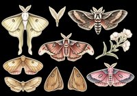Vintage botanical moth collection with floral elements, isolated on transparent background. Great for stickers, t-shirt design, sublimation, and print on demand clipart.