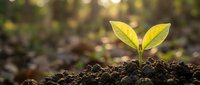 Young green seedling sprouting from rich dark soil in warm sunlight, symbolizing growth, new beginnings, and environmental sustainability.