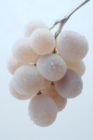 Fresh pink grapes covered in morning dew drops against white background, creating soft and delicate macro photography composition for food and lifestyle content.