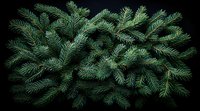 Fresh spruce branches with dense green needles arranged on dark background, creating dramatic natural composition for holiday and winter season designs.