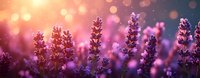 Purple lavender flowers blooming in golden sunset light with dreamy bokeh background creating romantic atmosphere for wellness and aromatherapy concepts.