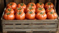 Fresh ripe red tomatoes with green stems arranged in rustic wooden crate, farm harvest produce displaying natural organic vegetables for food market.