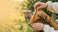 Beekeeper in white protective suit inspecting honeycomb frame with bees during golden hour in apiary garden, beekeeping and honey production.