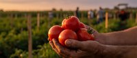 Farmer hands holding fresh ripe red tomatoes at sunset in agricultural field. Organic vegetable harvest concept for healthy eating and farm produce.