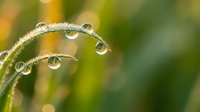 Morning dew drops on grass blade with bokeh background creating natural water pearls in soft golden light for wellness and nature concepts.