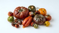 Assorted heirloom tomatoes and red pepper isolated on white background, ready for culinary, food styling, recipe, and design projects.