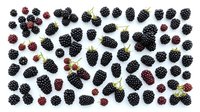 Fresh ripe blackberries scattered on white background, organic summer berries for healthy eating, cooking and food photography projects.