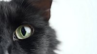 Close-up of gray cat's striking green eye with detailed fur texture on white background, isolated for pet care and veterinary design projects.