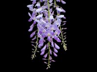 Cascading purple wisteria flowers with green foliage isolated on transparent background, ready for t-shirt designs, clipart, stickers, sublimation and print-on-demand projects.
