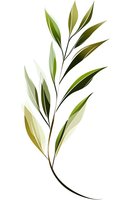 Elegant green leaf branch with translucent foliage on white background, isolated for botanical designs and nature-inspired graphics.