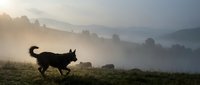 Border collie herding sheep in misty mountain pasture at sunrise. Rural farming scene with livestock management and pastoral landscape in golden morning light.