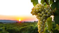 Fresh white grapes hanging on vine in vineyard at golden sunset with warm light illuminating fruit and leaves against blurred landscape background.