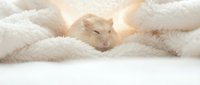 White laboratory mouse nestled in soft fluffy white fabric with warm golden lighting creating cozy atmosphere for scientific research concepts.