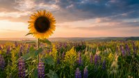 Single sunflower stands tall among purple wildflowers in meadow at golden hour sunset with dramatic cloudy sky creating peaceful rural landscape scene.