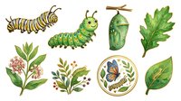 Caterpillar lifecycle stages with botanical elements, chrysalis, butterfly, and green leaves isolated on white background, suitable for educational materials, children's books, and design projects.