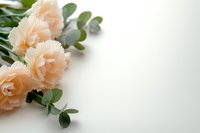 Delicate peach carnations with eucalyptus leaves arranged on white background, creating soft corner composition for wedding stationery and romantic designs.
