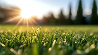 Fresh green grass blades in morning sunlight with sun rays and bokeh effect, close-up view of lawn at sunrise creating natural summer background.