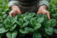 Fresh organic spinach leaves growing in garden with farmer's hands showing healthy green produce. Perfect for farm-to-table and healthy eating concepts.