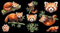 Red panda clipart collection featuring isolated animals on transparent background. Includes full-body poses, head portraits, paw print, and bamboo elements. Ready for t-shirts, stickers, print-on-demand products, sublimation designs, and digital crafts.