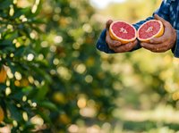 Farmer holding freshly harvested grapefruit halves in hands outdoors with blurred orchard background, showcasing organic citrus farming and harvest season.