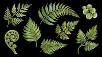 Fern leaves and fronds isolated on transparent background, ready for clipart, t-shirt design, stickers, sublimation and print-on-demand projects.