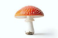 Red and white spotted mushroom amanita muscaria isolated on white background, detailed macro photography showing texture and pattern of toxic toadstool.