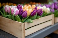Fresh colorful tulips in wooden crate, mix of purple, pink, peach and white blooms with green leaves, rustic garden market display for spring decor and floral design.