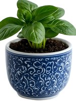 Fresh basil plant growing in decorative blue and white ceramic pot with ornamental pattern. Young aromatic herb leaves sprouting from rich soil.