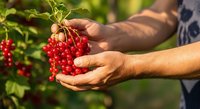 Farmer harvesting fresh red currants from bush in summer garden, holding ripe berries in hands outdoors.