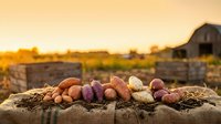Fresh harvest of colorful potatoes and root vegetables arranged on rustic wooden surface at golden hour with farm barn in blurred background for cooking.