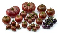 Assorted heirloom tomatoes in various sizes and deep red purple colors isolated on white background for culinary design and healthy cooking concepts.