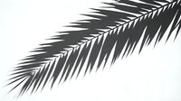 Dark palm frond casting dramatic shadow on white wall, creating striking contrast. Suitable for tropical, minimalist, and botanical design projects.