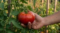 Farmer hand holding fresh ripe red tomato in organic garden with green plants and wooden stakes. Harvest time agriculture concept for healthy eating.