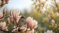 Small brown sparrow perched on blooming magnolia branch with pink petals in spring garden setting for nature photography and seasonal content.