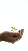 Protective hands cupping young green plant seedling with soil on white background symbolizing growth, care, environmental protection and sustainability.