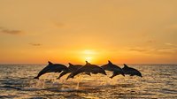 Dolphins leaping in sequence across ocean waters during golden hour sunset, silhouetted against warm sky. Marine wildlife and nature photography.