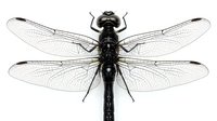 Black dragonfly with transparent wings isolated on white background. Detailed insect specimen with intricate wing venation pattern for educational and design projects.