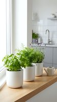 Fresh herbs growing in white ceramic pots on wooden windowsill in modern kitchen interior for cooking and home gardening.