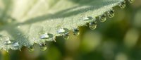 Morning dew drops on green leaf edge creating natural water pearls with soft bokeh background for wellness and nature themes.