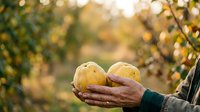 Farmer holding freshly harvested potatoes in hands over garden field during autumn harvest season, agricultural produce and organic farming concept.