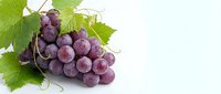 Fresh purple grapes cluster with green leaves on white background, organic fruit harvest for healthy eating and wine making concepts.
