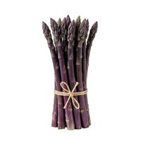 Fresh purple asparagus bunch tied with twine, isolated on white background. Suitable for food, cooking, nutrition, recipe, and culinary design projects.