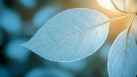 Delicate skeleton leaf with intricate vein pattern glowing in soft sunlight against blurred turquoise background, natural botanical macro photography.