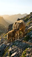 Mother sheep with lamb grazing on rocky mountain slope during golden hour sunrise with layered peaks in background for nature and farming content.