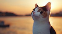 Adorable tabby and white cat gazing upward during golden hour sunset by serene lake water creating warm peaceful atmosphere for pet lifestyle content.