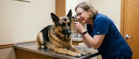 Female veterinarian in blue scrubs examining a German Shepherd dog with otoscope on clinic table during routine checkup.