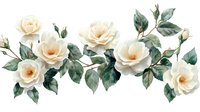 Delicate cream roses with green leaves arranged in horizontal composition on white background, watercolor style botanical illustration for wedding design.